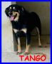 REGALO TANGO 2 anni nato in canile vuole solo conosc