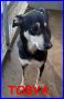 REGALO Tobya simil pinscher taglia media 2 anni