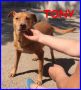 REGALO tony dolce e solare cagnolino 6 anni