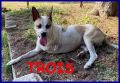 REGALO TROIS tripodino 5 anni allegro e giocoso
