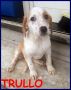 REGALO TRULLO cucciolo 3 mesi mix setter