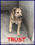 REGALO TRUST cucciolotto simil lupacchiotto 6 mesi