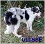 REGALO ULISSE cucciolone 8 mesi tg grande buttato via