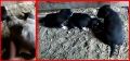REGALO 4 CUORICINI DA SALVARE mamma e 3 cuccioli