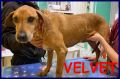 REGALO VELVET nonnina salvata dal canile ora ha biso