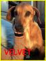 REGALO VELVET adozione d'amore 10 anni passati in ga