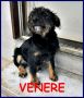 REGALO VENERE cucciola 5 mesi vagava affamata