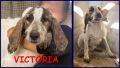 REGALO VICTORIA CUCCIOLOTTA 5 MESI SIMIL SEGUGIA