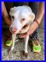 REGALO WAFER simil labrador super coccoloso in canile