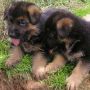 Cuccioli di Pastore Tedesco