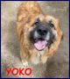 REGALO YOKO tenersissima orsacchiotta simil bovara 3