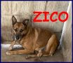 REGALO ZICO povero lupacchiotto rimasto solo nel box
