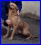 REGALO ZUCCHERO tenerissimo cagnolino