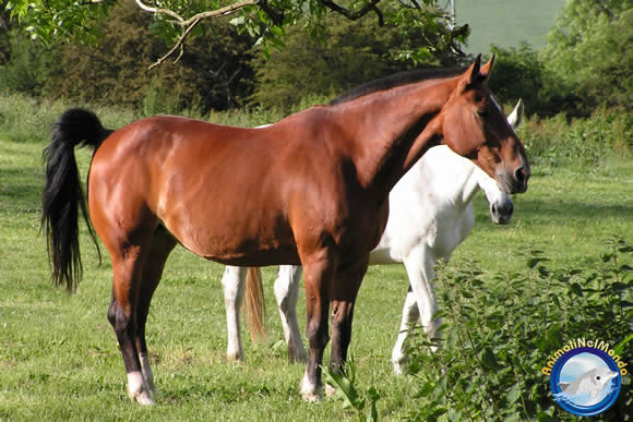 bianco e marrone