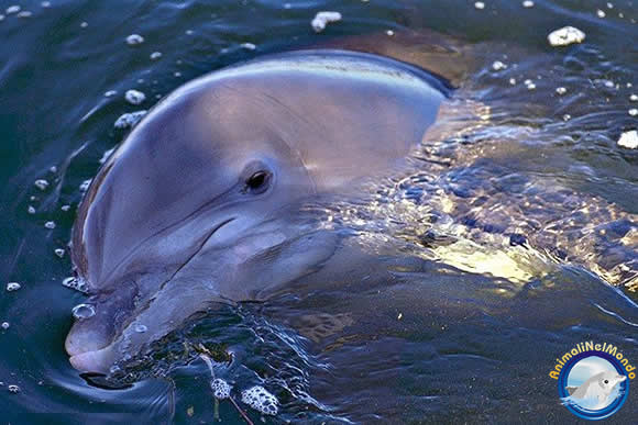 delfino