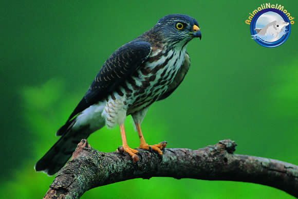 falco sul ramo