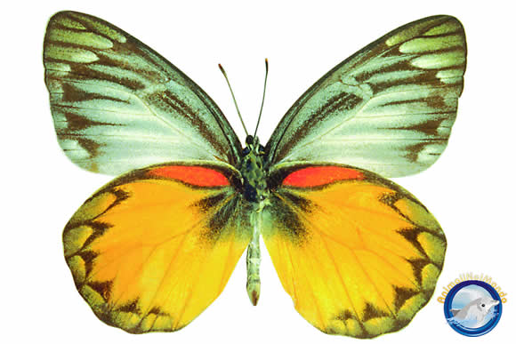 farfalla