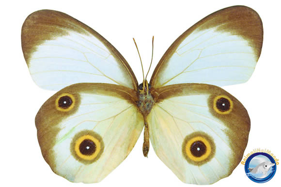 farfalla
