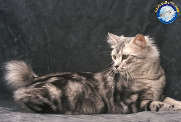 gatto Bobtail americano