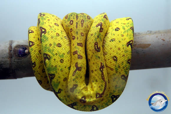 rettile giallo