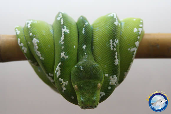 rettile verde
