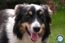 un bel cucciolone