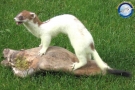 Furetto