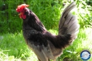 Gallo