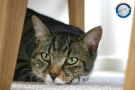 Gatto