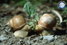 lumache