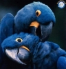 Pappagalli blu