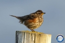 passero