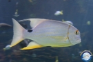 pesce
