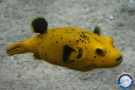 pesce palla