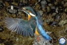 uccellino nel torrente