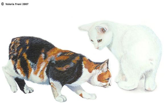 Ritratti di Animali