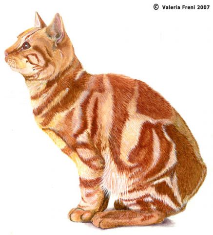 Ritratti di Animali