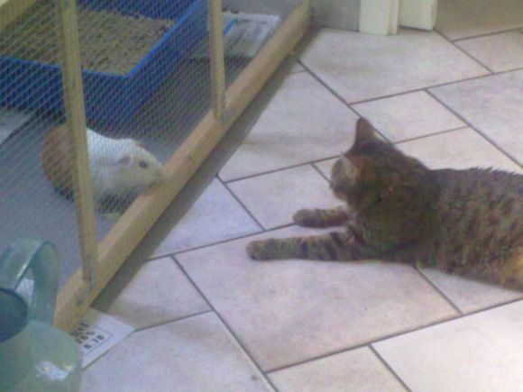 Rocco e Amelie