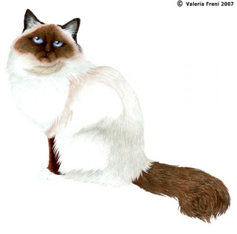 Ritratti di Animali