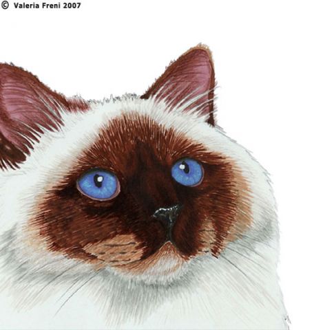 Ritratti di Animali