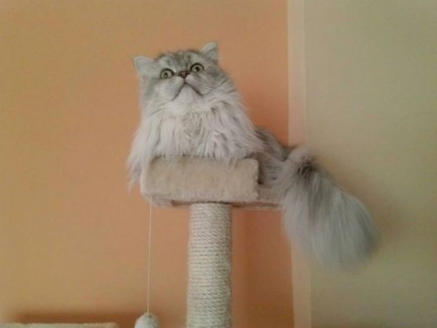 Romeo