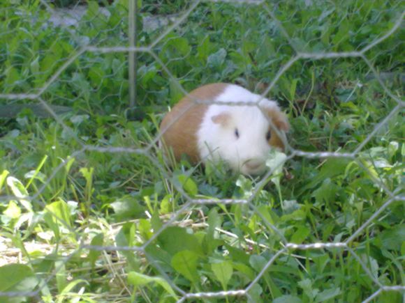la cavia da giardino
