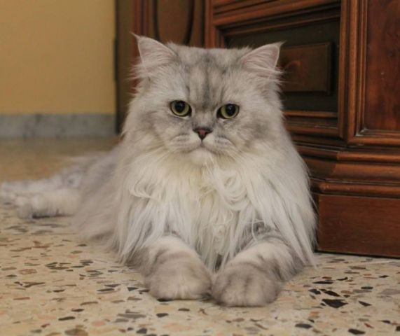 Romeo