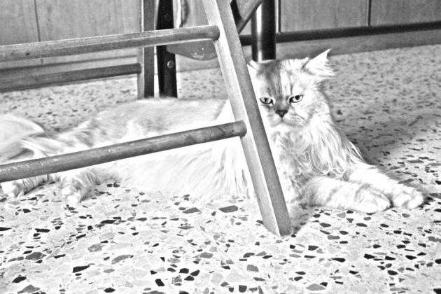 Romeo