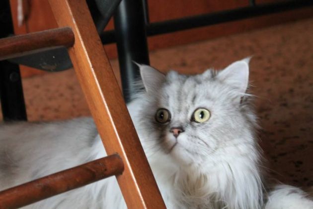 Romeo