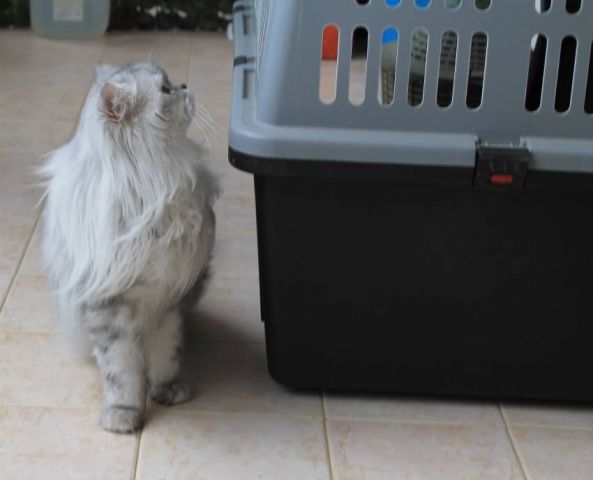 Romeo