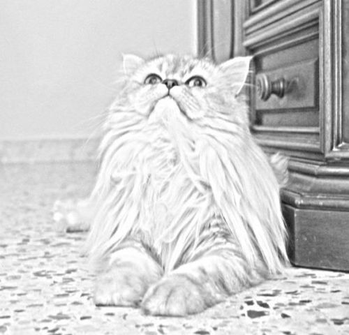 Romeo