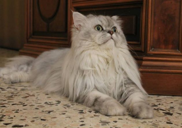Romeo