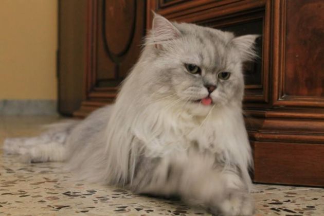 Romeo