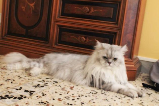 Romeo